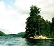TreeLake